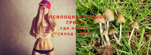 PSILOCYBIN Алзамай